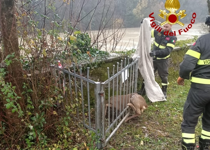 Incastrato in un cancello in Parco Piuma, capriolo salvato a Gorizia